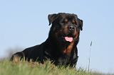 ROTTWEILER 591